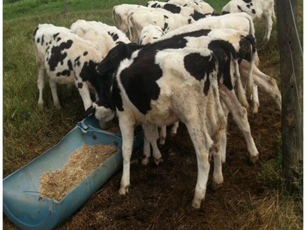 Sanidade na criação de bezerras - Parte IVb