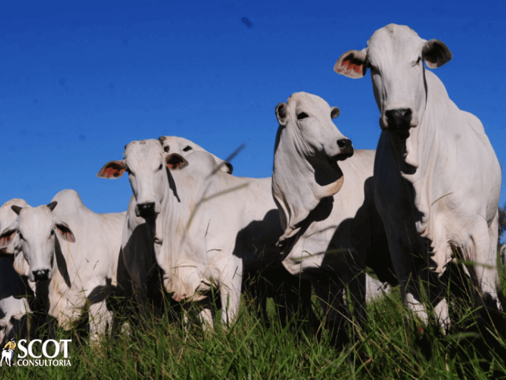 Boi gordo: demanda enfraquecida colabora para quedas nos preços