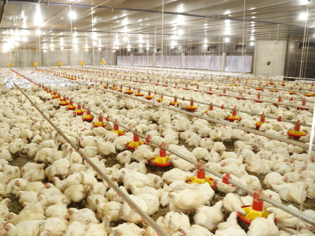 Copacol will decrease chicken production in 17%