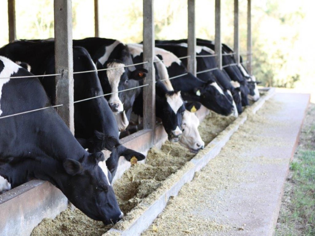 Período de transição das vacas leiteiras