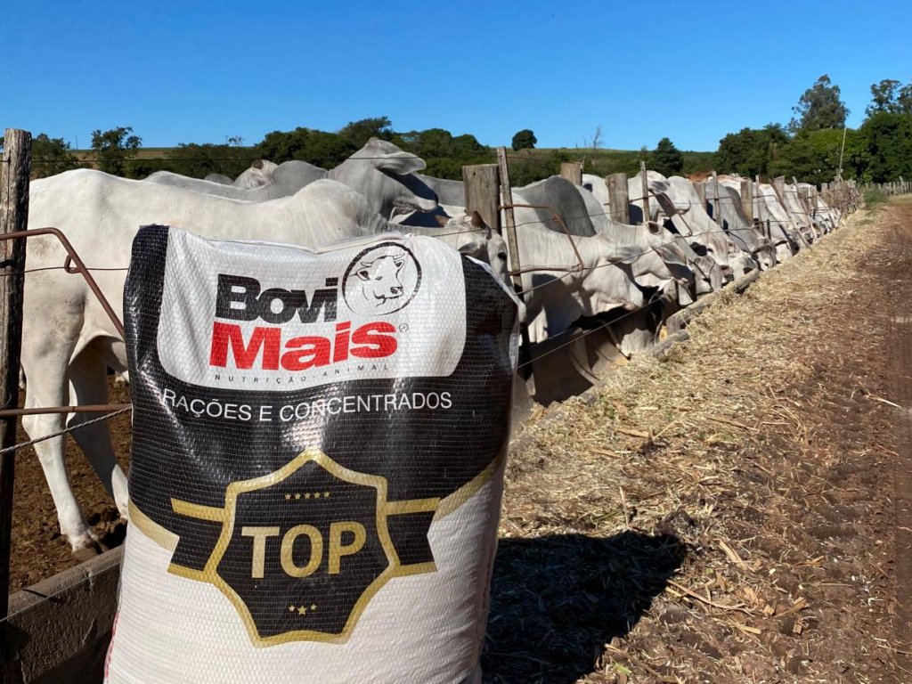 Desafios e tendências na fase de recria