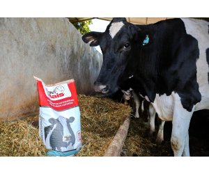 Fatores nutricionais associados à reprodução de bovinos leiteiros