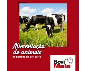 Alimentação de animais no período do pré-parto