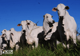 Boi gordo: demanda enfraquecida colabora para quedas nos preços