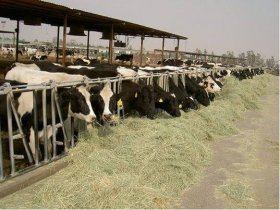 Período de transição é a fase mais crítica para uma vaca