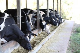 Período de transição das vacas leiteiras