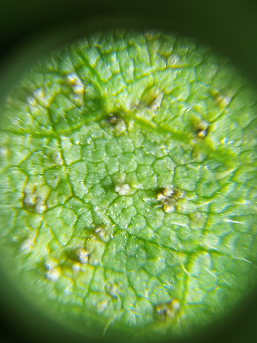 Copacol identifica ferrugem asiática e orienta produtores