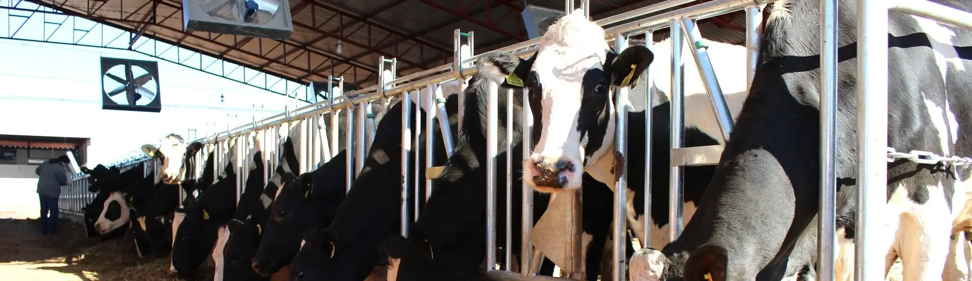 Bovinocultura de Leite