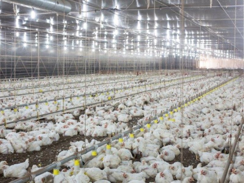 Cuidados que devem ser tomados no pré-abate das aves