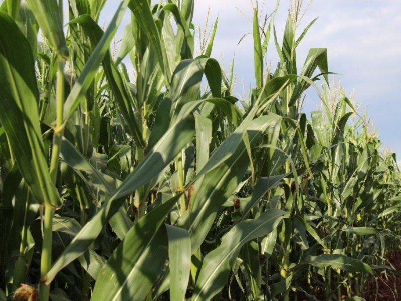 Falta de umidade no solo interfere no bom desenvolvimento da cultura do milho