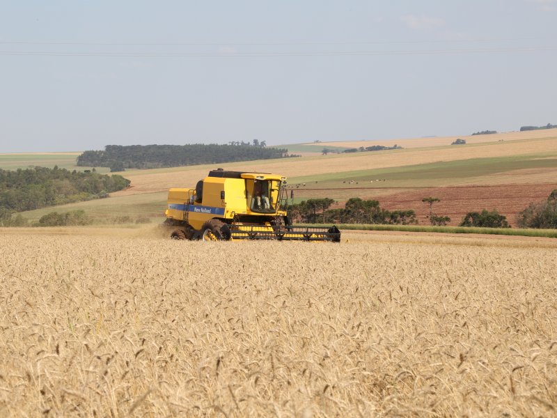 Iniciada a colheita do trigo