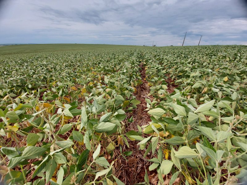 Perdas com estiagem levam produtores a acionarem seguro agrícola