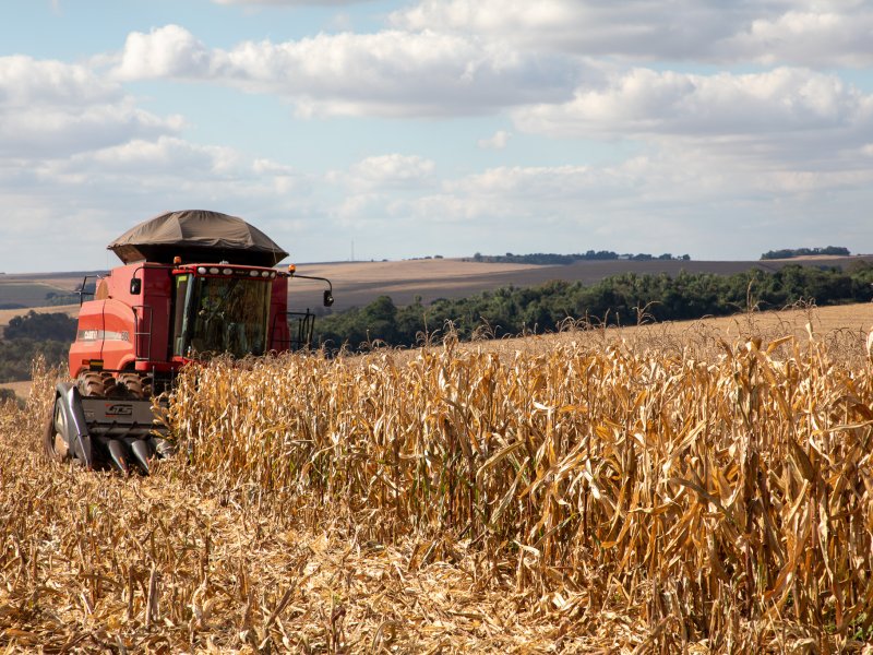 Com clima estável avança colheita do milho