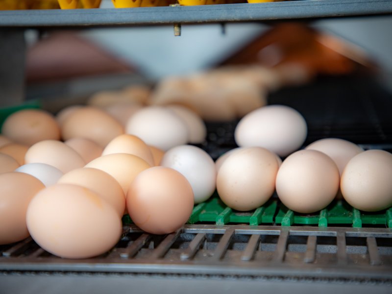 Com foco em eficiência e agilidade, recolha de ovos férteis ganha automação