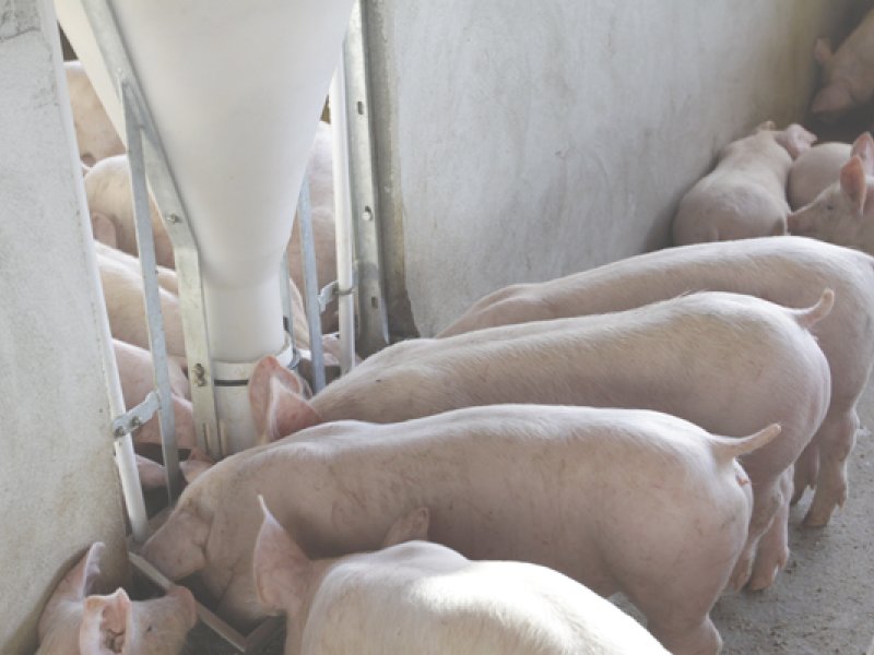 Primeiros lotes de suínos são abatidos na UPL de Formosa do Oeste