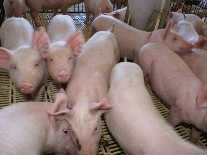 Após inscrições Cooperativa avalia processo de integração para novos suinocultores