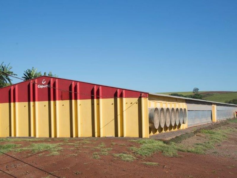 Copacol apresenta destaque da semana na avicultura