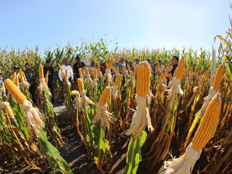 Seminários Técnicos levam conhecimento e resultados aos cooperados