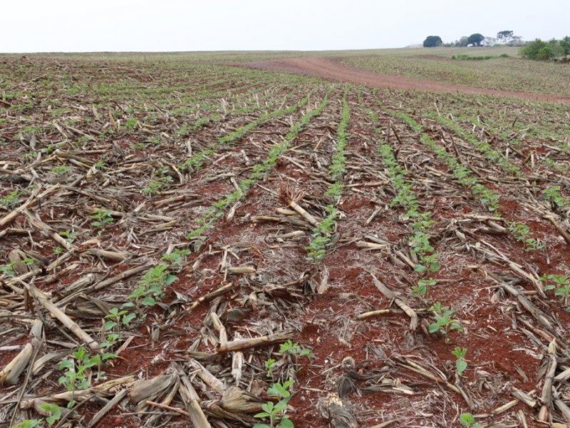 Semeadura da soja chega a 35% na área de atuação da Copacol