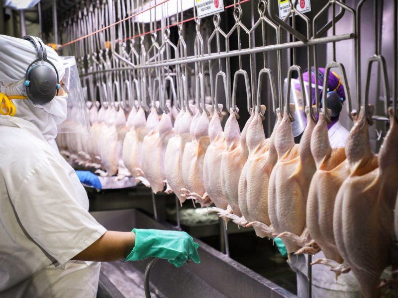 UNIDADE INDUSTRIAL DE CAFELÂNDIA: Copacol atinge a marca de 2 bilhões de aves abatidas 