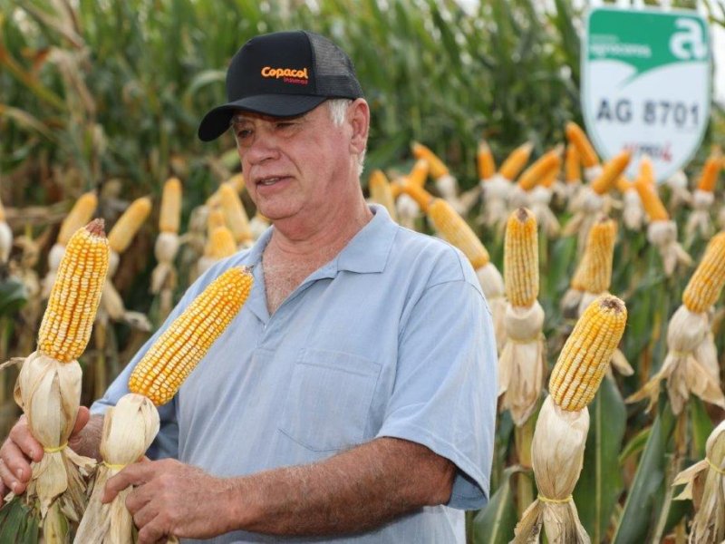 Dia de Campo de Inverno apresenta inovações para a cultura do milho