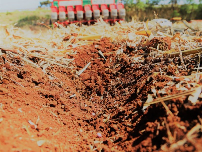 Sementes Premium garantem eficiência e produtividade na safra