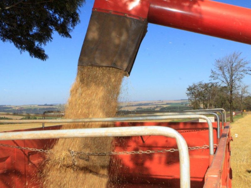 Colheita do trigo avança; orientação é por manejo adequado