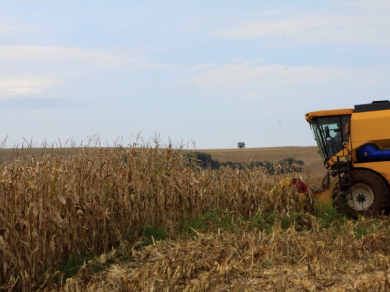 Colheita do milho de inverno já chega a 20% na região da Copacol