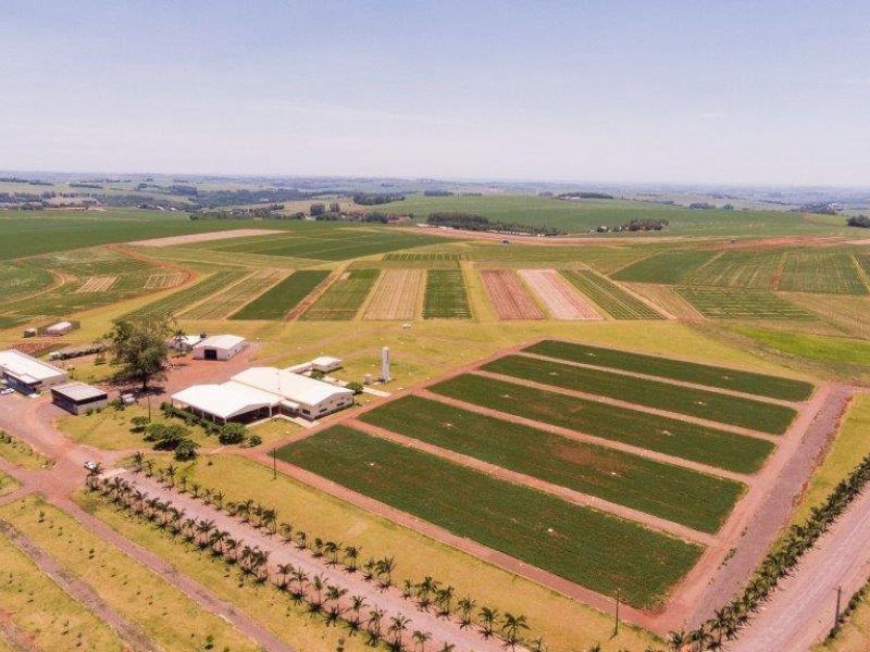 Dia de Campo Copacol 2022 será realizado em janeiro