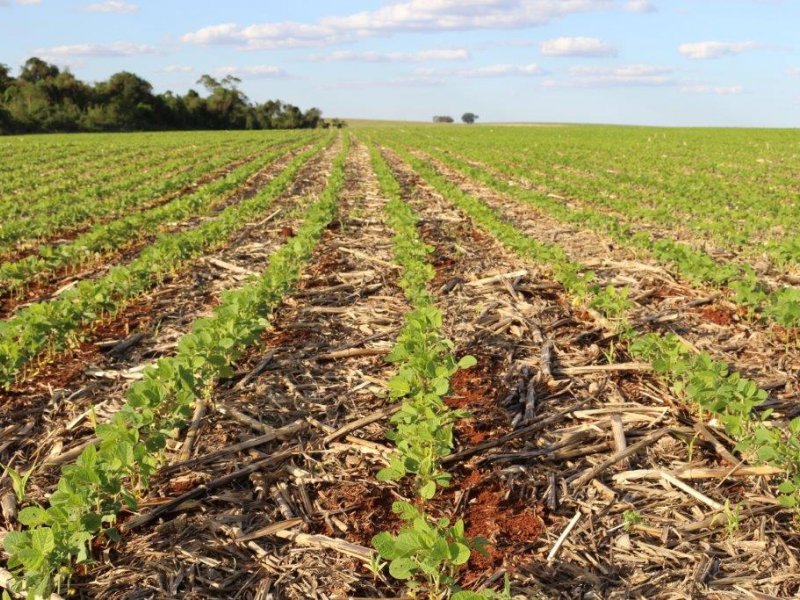 Semeadura da soja atinge 92% da área