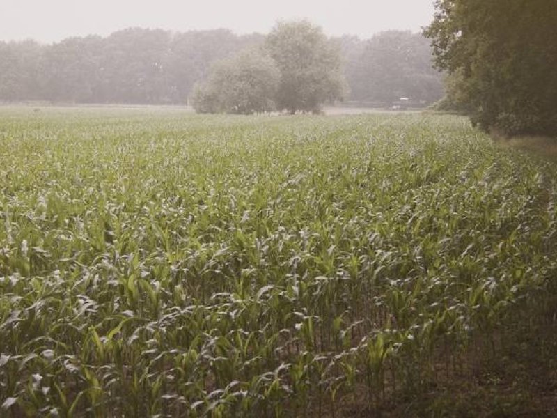 Volta da chuva ameniza impactos da longa estiagem