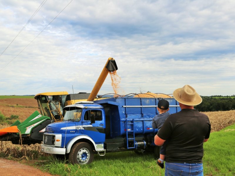 Produtores aproveitam clima para colher milho; Unidade de Pérola recebe primeira carga
