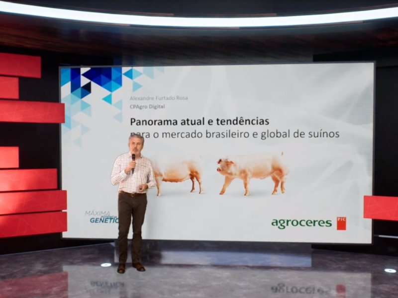 CPAgro: ótima expectativa para a produção de suínos