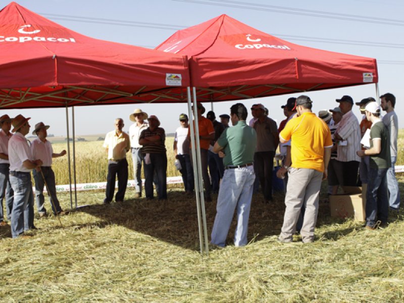 Trigo: Dia de Campo apresenta novidades 