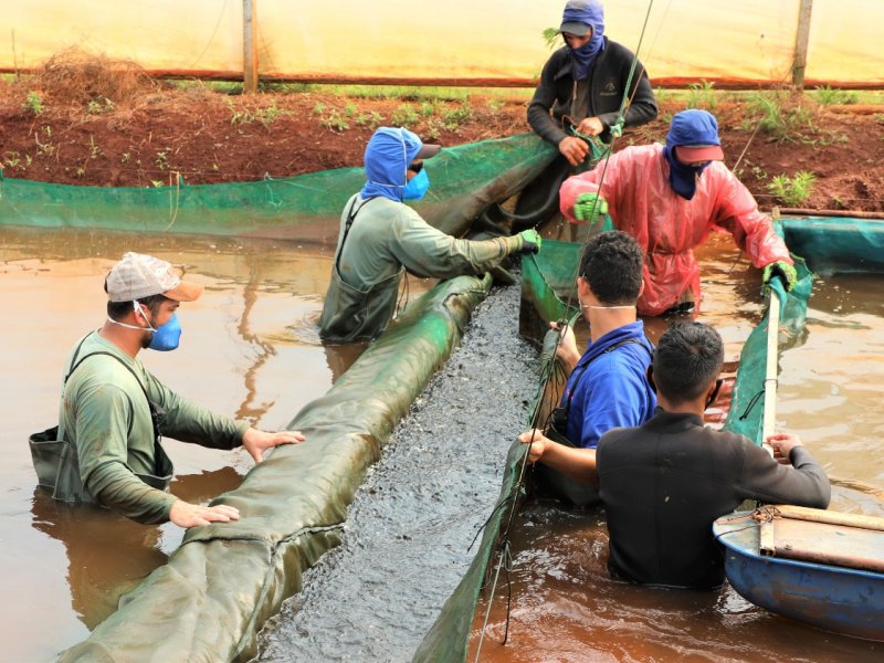 Copacol inicia alojamento da safra de alevinos com meta de crescimento