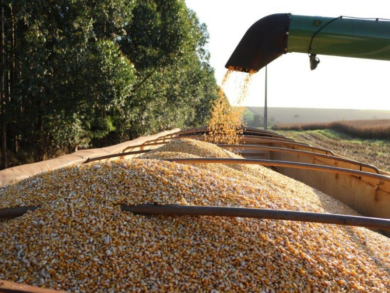 Produtores iniciam a colheita do milho segunda safra