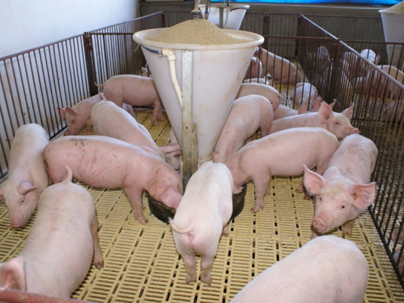 Oportunidade de participar da suinocultura