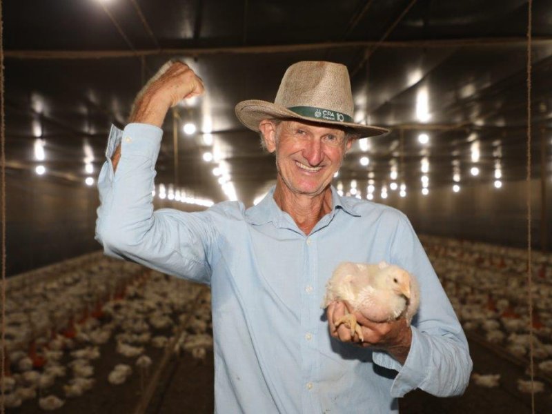 Copacol paga novo recorde na avicultura: cooperado recebe R$ 2,54 por frango